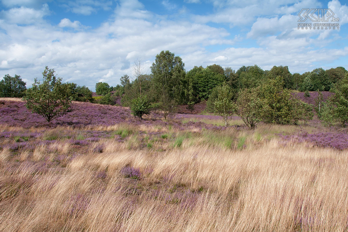Flowering heathland - Maasmechelse Heide From mid-August the heather blooms in our nature reserves in the Kempen (region in Flanders). I went to the Maasmechelse Heide in The Hoge Kempen National Park and two days I woke up early to photograph the sunrise and the rich colour of the purple flowering heathland in my hometown Lommel. Stefan Cruysberghs